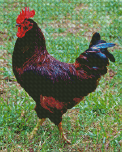 Rhode Island Red Diamond Painting