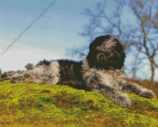 Schapendoes Puppy Diamond Painting