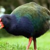 Takahe Diamond Painting