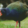 Takahe Diamond Painting