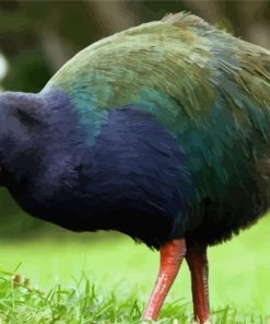 Takahe Diamond Painting