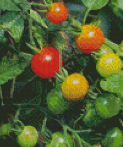 The Growing Journey of Tomato Plant Diamond Painting