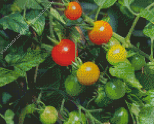 The Growing Journey of Tomato Plant Diamond Painting