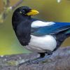 The Yellow Billed Magpie Bird Diamond Painting