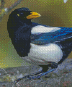 The Yellow Billed Magpie Bird Diamond Painting