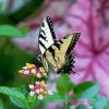 Tiger Swallowtail With Flowers Diamond Painting