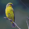 Yellow Canary on Stick Diamond Painting