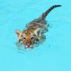 Baby Tiger In Pool Diamond Painting