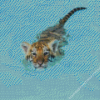 Baby Tiger In Pool Diamond Painting