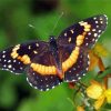 Butterfly With Yellow Flowers Diamond Painting