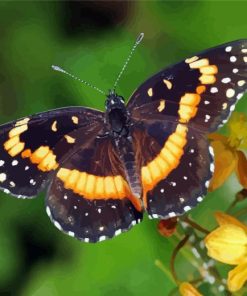 Butterfly With Yellow Flowers Diamond Painting