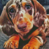 Dapple Dachshund Dog Diamond Painting