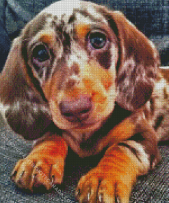 Dapple Dachshund Dog Diamond Painting