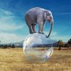 Elephant Balancing On A Bubble Ball Diamond Painting