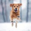 Golden Retriever In Snow Diamond Painting