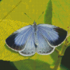 Holly Blue Insect Diamond Painting