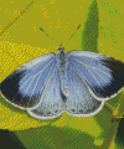 Holly Blue Insect Diamond Painting