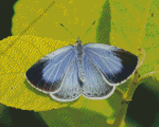 Holly Blue Insect Diamond Painting