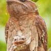 Mom And Baby Frogmouth Diamond Painting