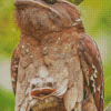 Mom And Baby Frogmouth Diamond Painting