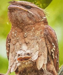 Mom And Baby Frogmouth Diamond Painting