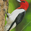 Red Woodpecker Diamond Painting