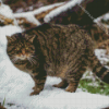 Scottish Wildcat Diamond Painting