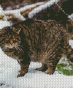 Scottish Wildcat Diamond Painting