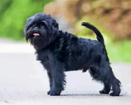 Affenpinscher Diamond Painting