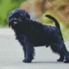 Affenpinscher Diamond Painting