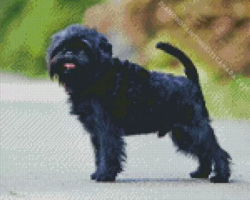 Affenpinscher Diamond Painting