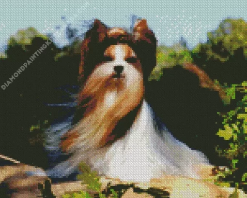 Biewer Terrier Diamond Painting