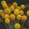 Billy Buttons Diamond Painting