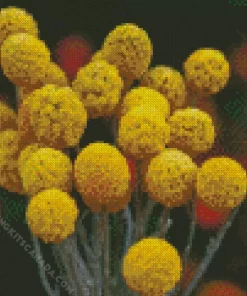 Billy Buttons Diamond Painting