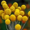 Billy Buttons Diamond Painting