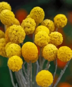 Billy Buttons Diamond Painting