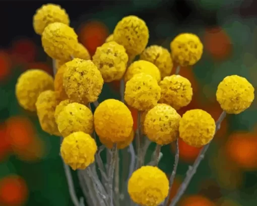 Billy Buttons Diamond Painting