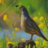 California Quail Diamond Painting