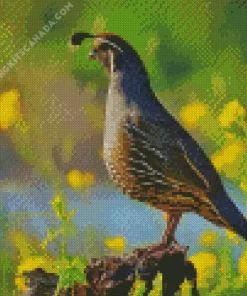 California Quail Diamond Painting