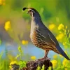 California Quail Diamond Painting