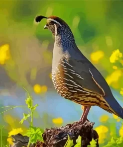 California Quail Diamond Painting