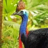 Cassowary Bird Diamond Painting