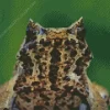 Horned Frog Diamond Painting