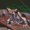 Horned Frog Animal Diamond Painting