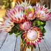 King Protea Plant Diamond Painting