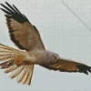 Marsh Harrier Diamond Painting