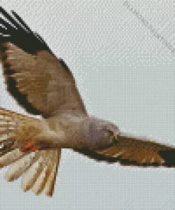 Marsh Harrier Diamond Painting