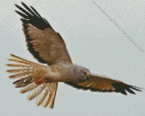 Marsh Harrier Diamond Painting