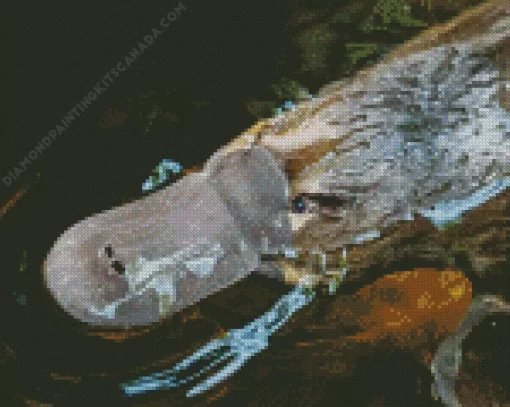 The Platypus Diamond Painting