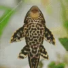 Pleco Fish Diamond Painting